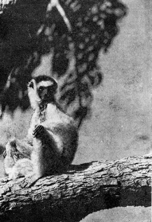 Под тропиком Козерога - i_018.jpg