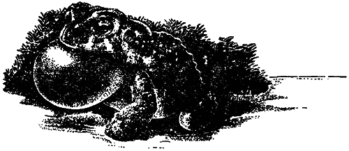 Чувства животных и человека - i_008.png