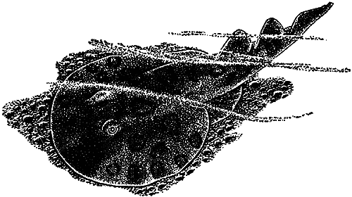 Чувства животных и человека - i_013.png