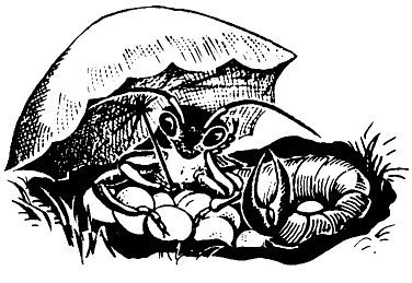 Не просто букашки - i_045.jpg