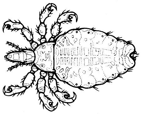 Не просто букашки - i_046.jpg