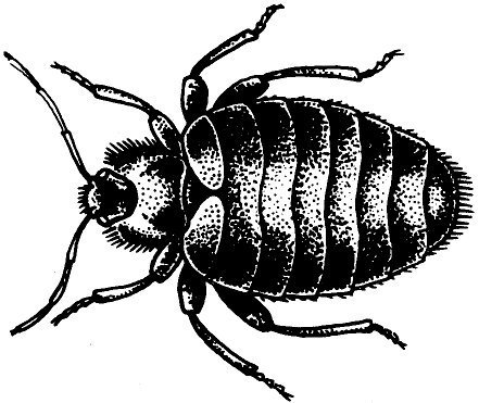 Не просто букашки - i_050.jpg