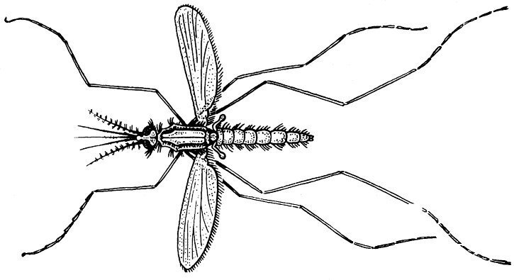 Не просто букашки - i_062.jpg