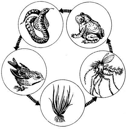 Не просто букашки - i_069.jpg