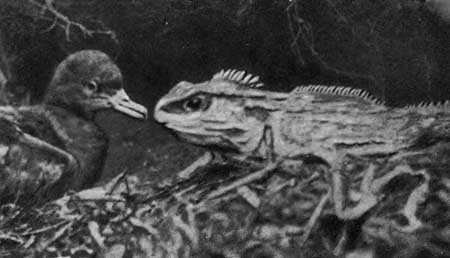 И у крокодила есть друзья - i_022.jpg