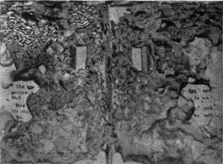 И у крокодила есть друзья - i_042.jpg