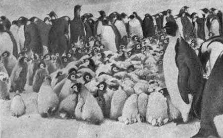 И у крокодила есть друзья - i_067.jpg