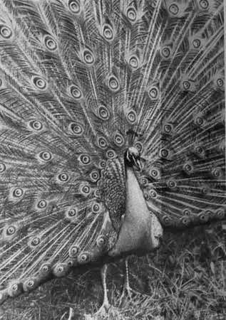 И у крокодила есть друзья - i_078.jpg