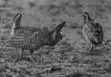 И у крокодила есть друзья - i_083.jpg