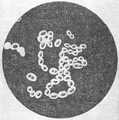 Мир микробов - i_031.jpg
