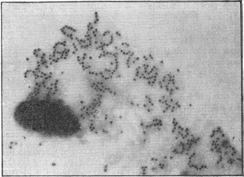 Мир микробов - i_036.jpg