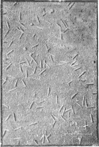 Мир микробов - i_037.jpg