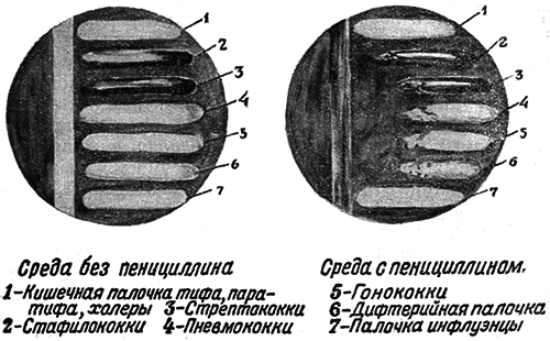 Мир микробов - i_043.png