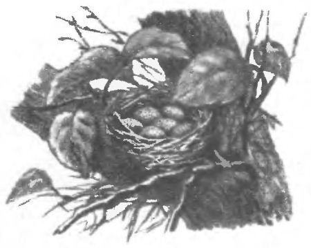 Птица-синица - i_011.jpg