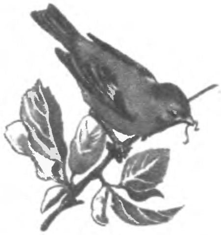 Птица-синица - i_013.jpg