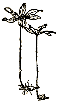 Маленькие дикари (Рисунки автора) - i_017.png