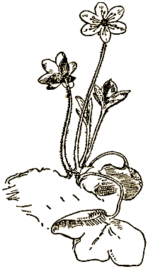 Маленькие дикари (Рисунки автора) - i_136.png