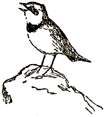 Маленькие дикари (Рисунки автора) - i_138.png