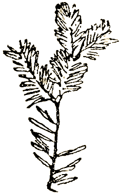 Маленькие дикари (Рисунки автора) - i_157.png