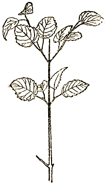 Маленькие дикари (Рисунки автора) - i_158.png