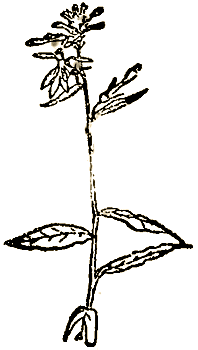 Маленькие дикари (Рисунки автора) - i_179.png