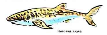 Новые приключения матроса Кошкина на шхуне «Удача» - mkosh15_13.jpg