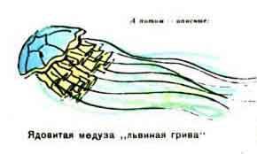Новые приключения матроса Кошкина на шхуне «Удача» - mkosh15_15.jpg