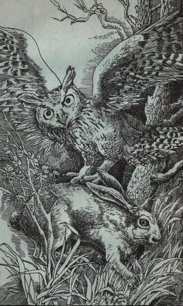 Полесские робинзоны - _1.jpg