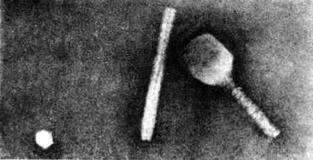 Аксиомы биологии - i_08.jpg