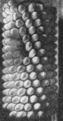 Аксиомы биологии - i_10.jpg