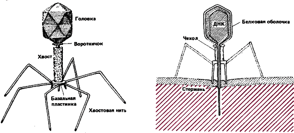 Аксиомы биологии - i_13.png