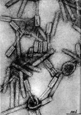 Аксиомы биологии - i_14.jpg