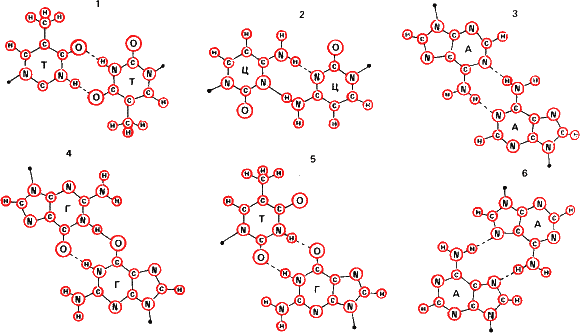 Аксиомы биологии - i_21.png