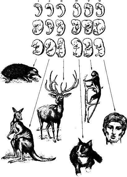 Аксиомы биологии - i_36.png