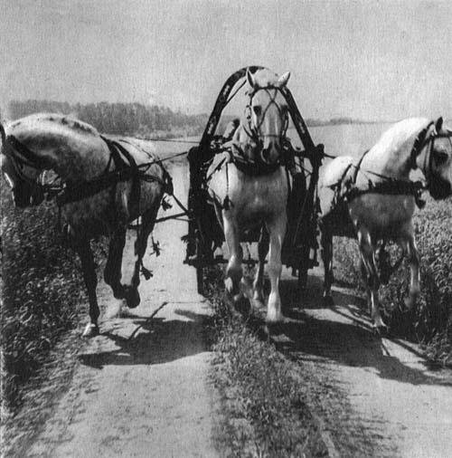 Кони в океане - i_003.jpg