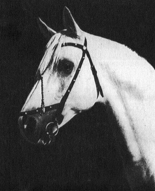 Кони в океане - i_005.jpg