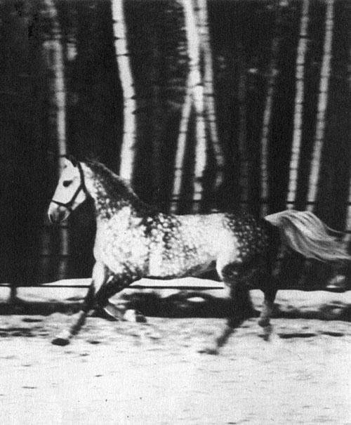 Кони в океане - i_008.jpg