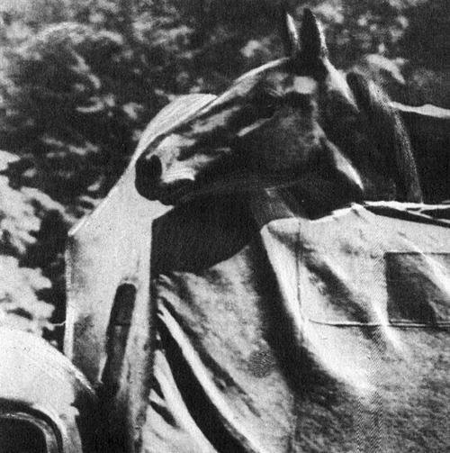 Кони в океане - i_013.jpg