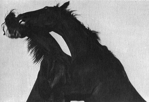 Кони в океане - i_014.jpg