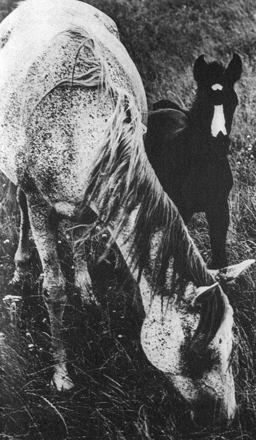 Кони в океане - i_016.jpg