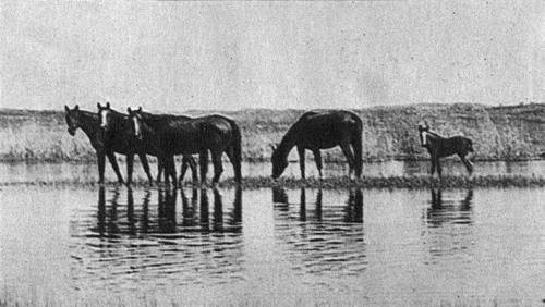 Кони в океане - i_018.jpg