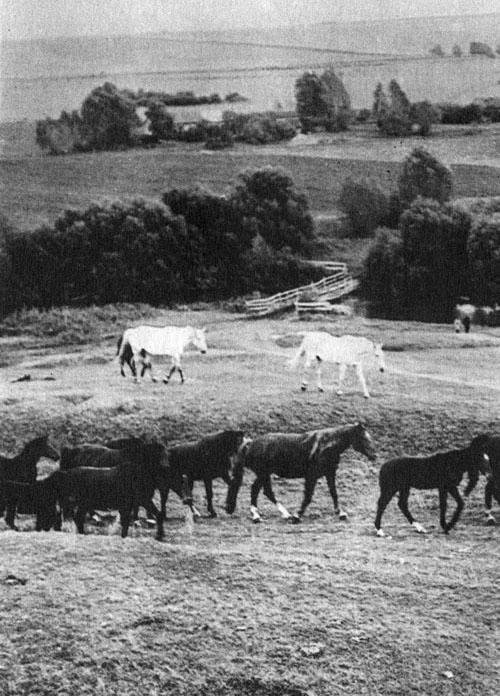 Кони в океане - i_019.jpg