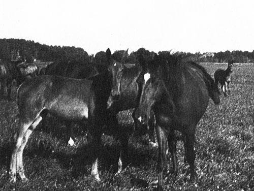 Кони в океане - i_020.jpg