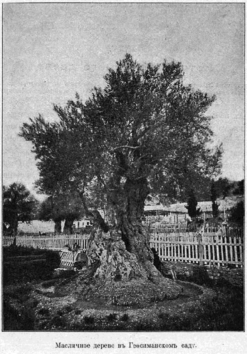 Паломничество в Палестину - _52.jpg