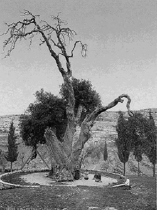 Паломничество в Палестину - _40.jpg