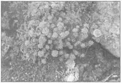 Знаки карпатської магії - _107.jpg