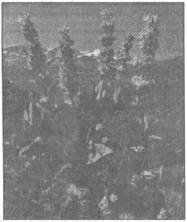 Знаки карпатської магії - _108.jpg