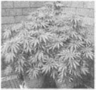 Альтернативная культура. Энциклопедия - i_070.jpg