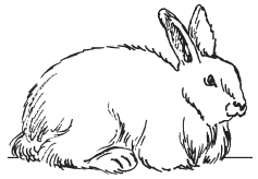 Полная энциклопедия фермера - i_054.png