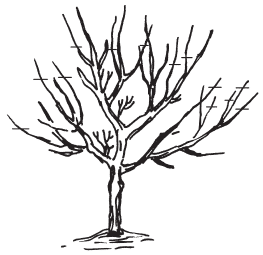 Полная энциклопедия фермера - i_163.png